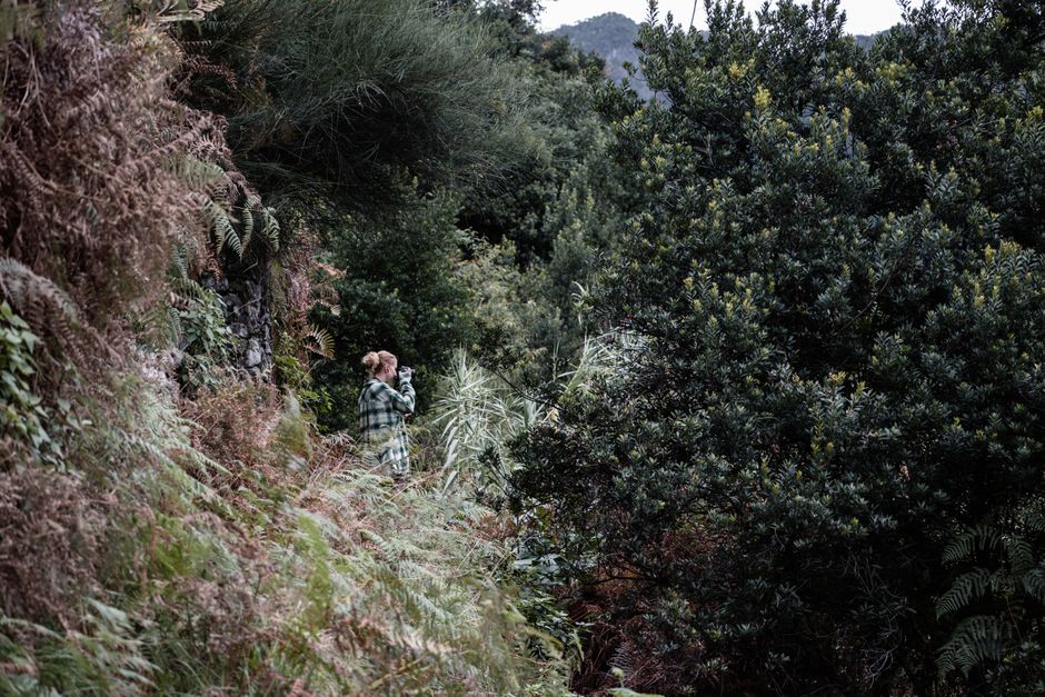 A person exploring the lush, dense forests of Madeira